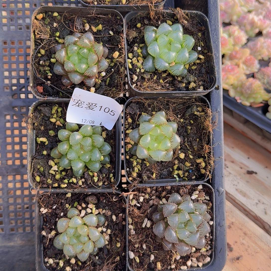 直播福利一物一拍105