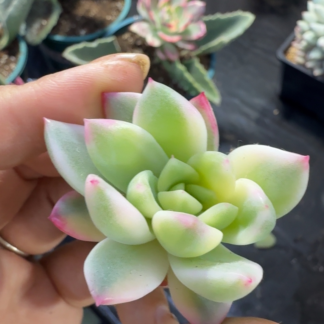 珍尼锦腹轮锦无根