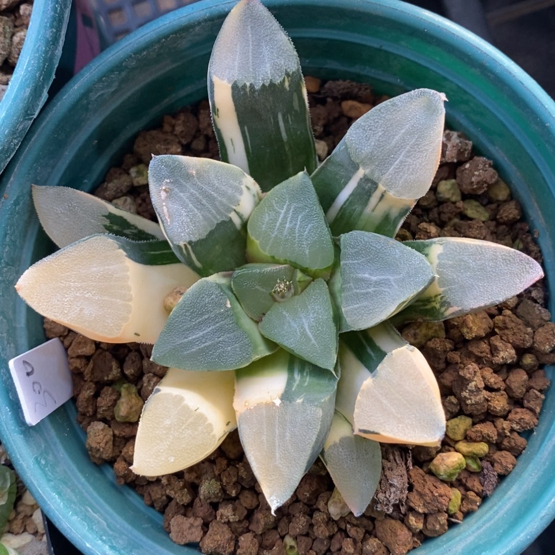 一颗实生克锦 元旦福利