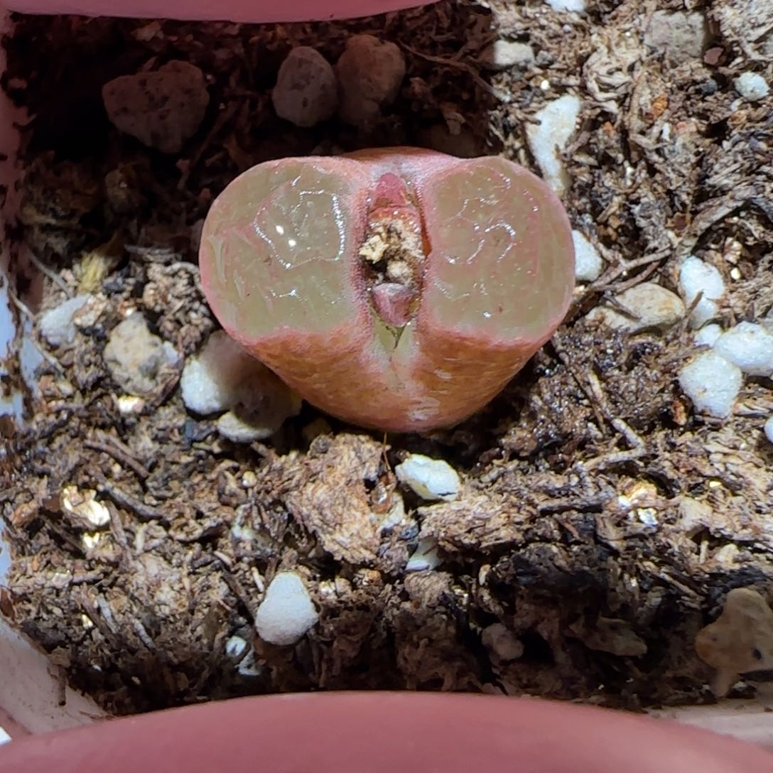 肉锥多肉植物百科-磁铁1075