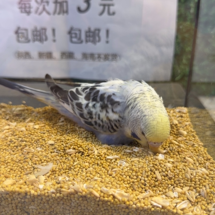 虎皮鹦鹉大头虎皮鹦鹉