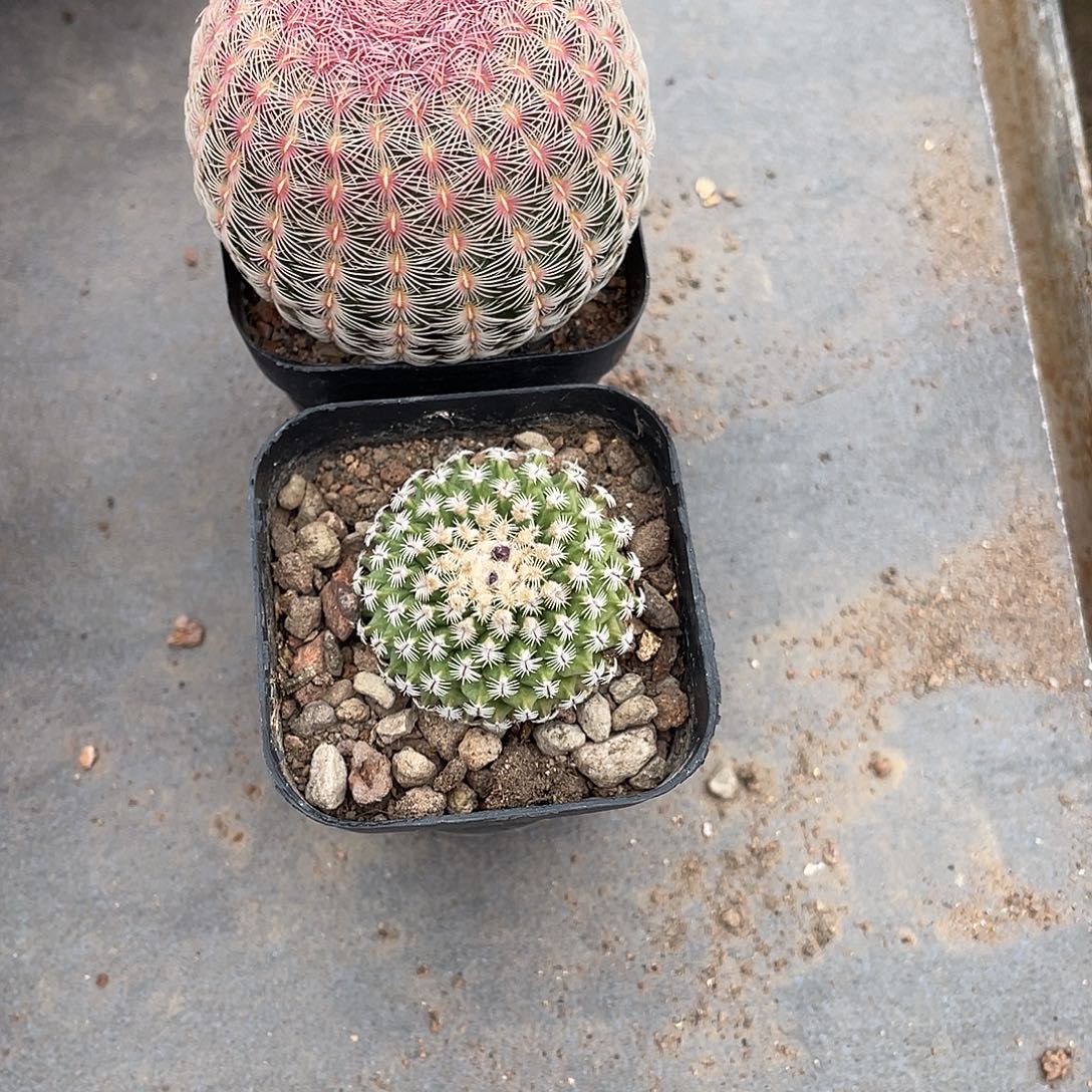 是***啊仙人球海胆娇丽太阳