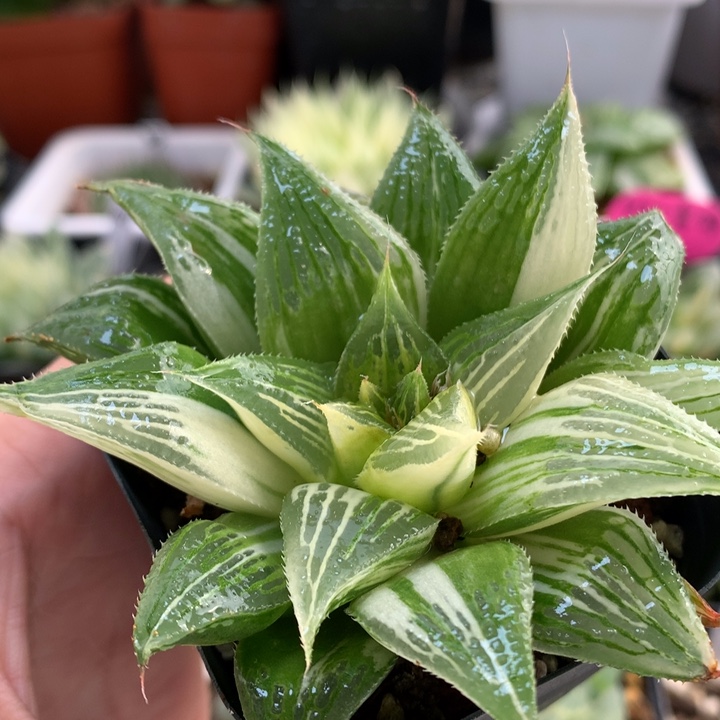 芭提雅寿锦带盆土发货