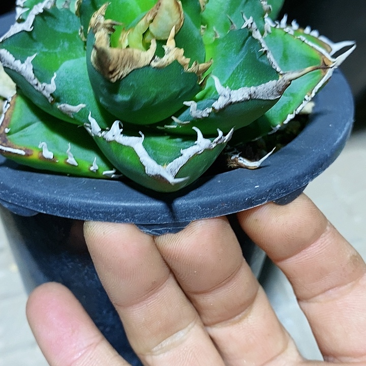 多肉植物龙蛇兰植物