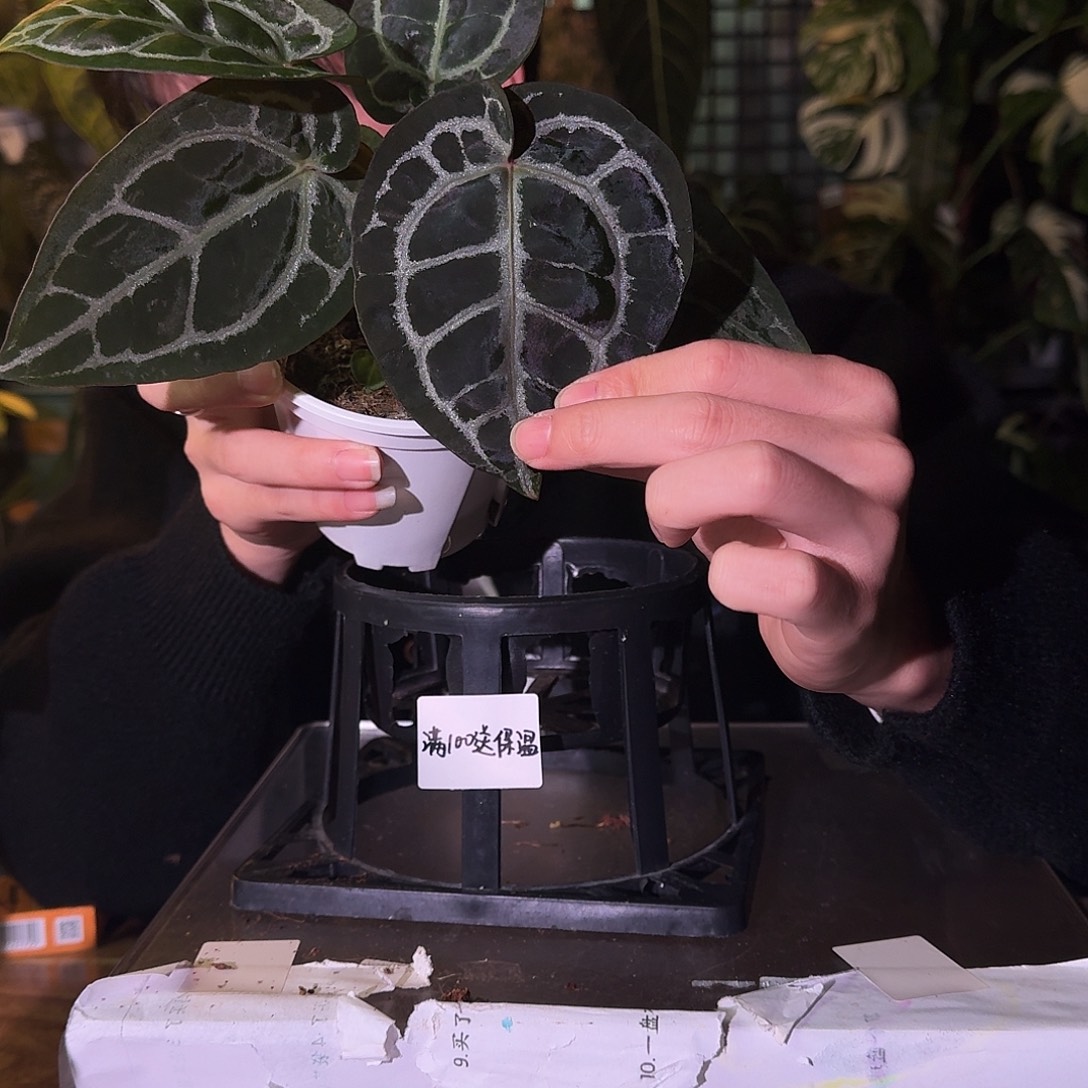 不开花植物C132紫铜杂米歇尔叶损无售后