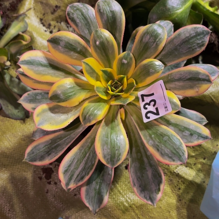 237灿烂多肉植物不售后