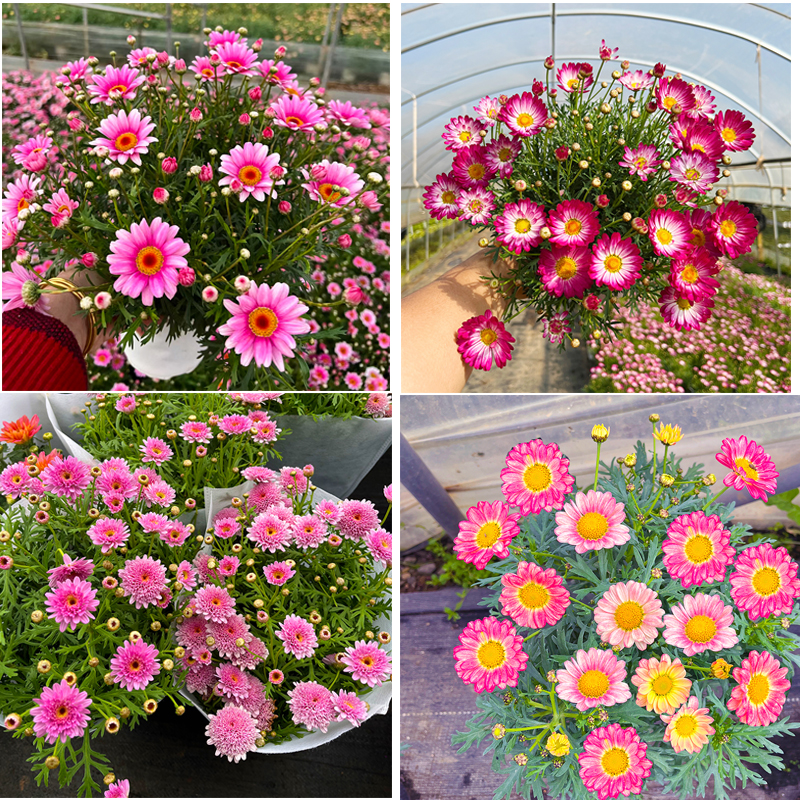 玛格丽特组合盆栽(易活好养 颜色多 花期长)庭院阳台开花植物