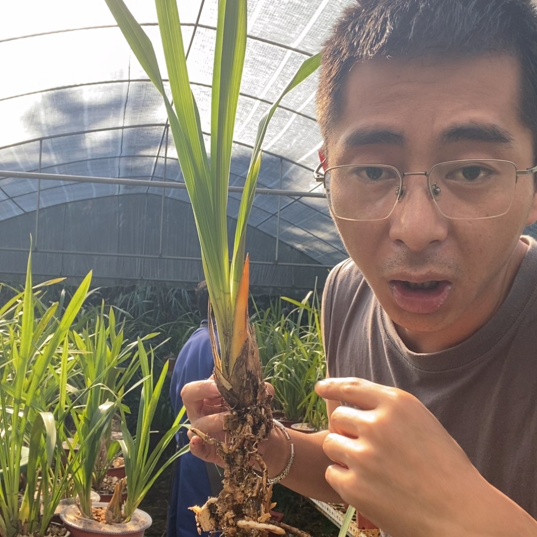 完全开放红嘴鸥虎头兰