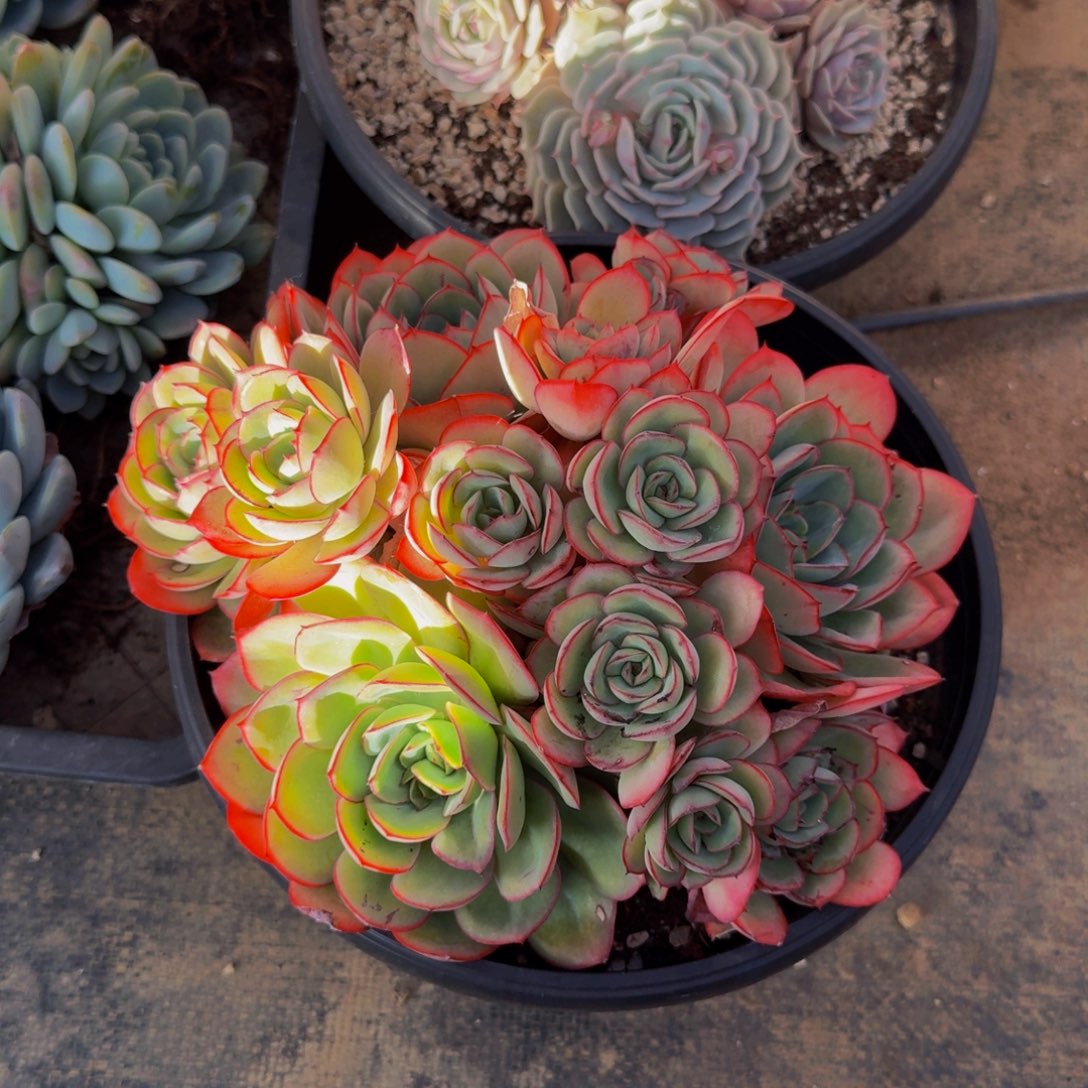 Y***n1-057牡丹亭不包损