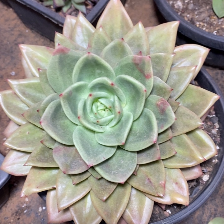 D997- 直播福利 灵狗