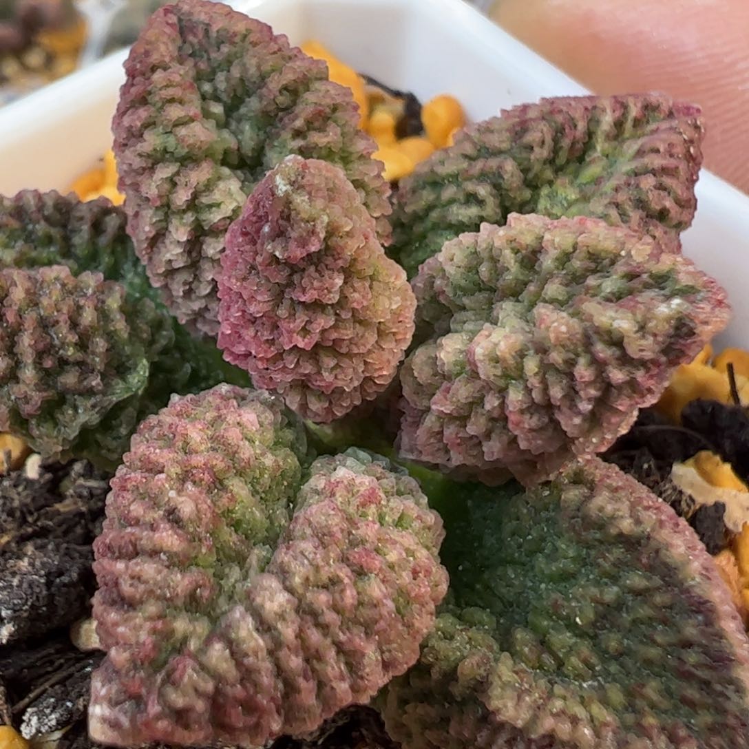 024-8566叶片叶片叶片