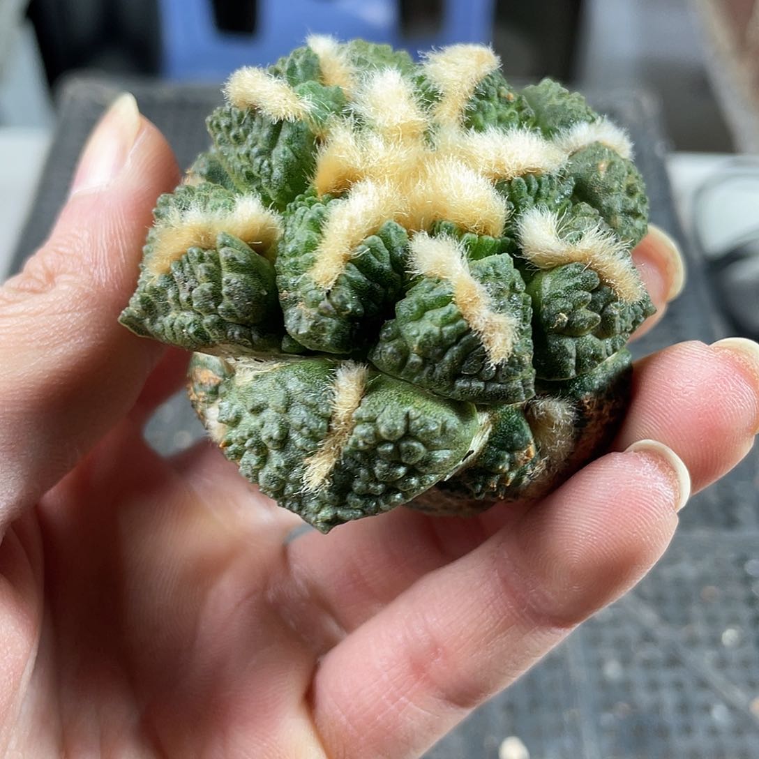 1号自根轻微战损龟甲