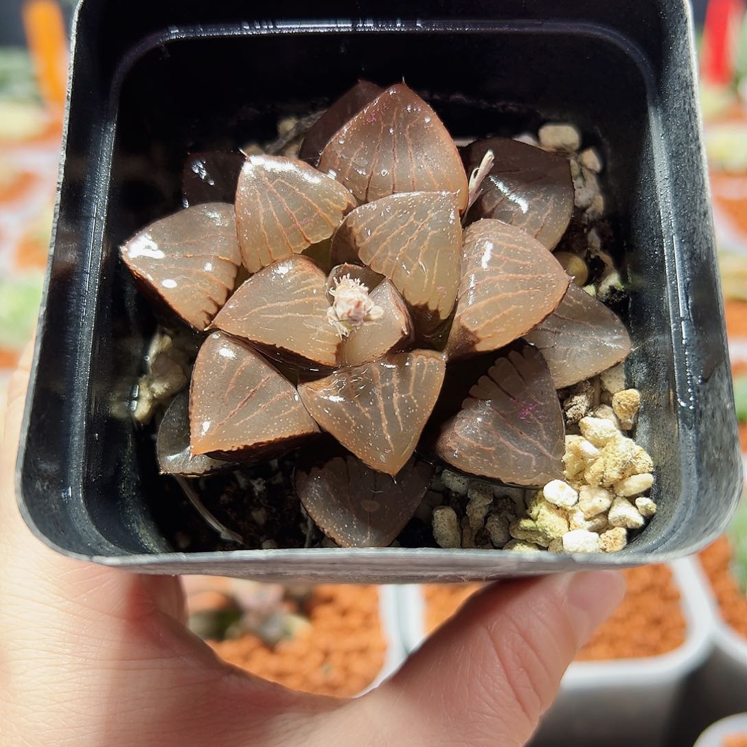 十二卷多肉日月潭