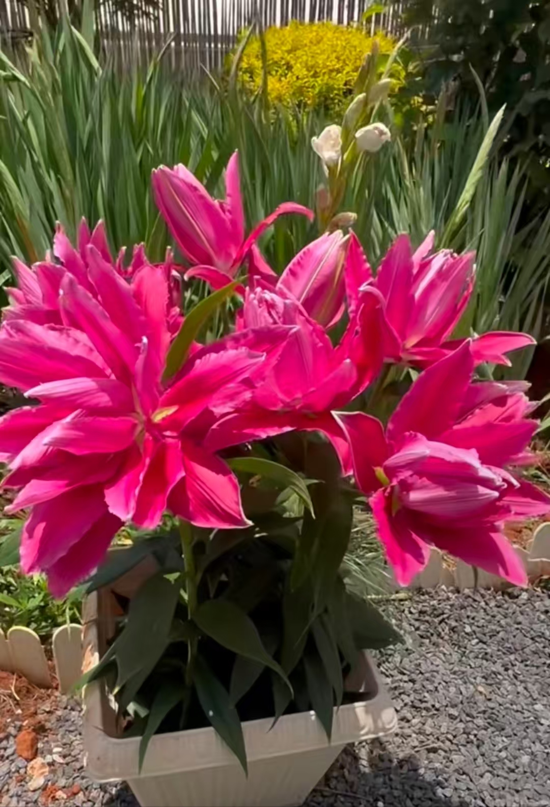 乔乔花屋1球艾斯拉13/15cm矮化系列重瓣百合球不带盆土现货包邮