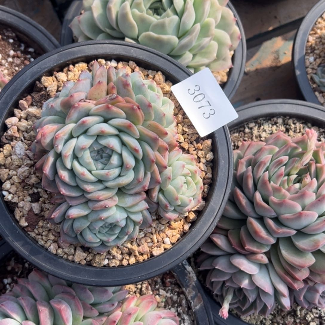 喆*3073多肉多多多多