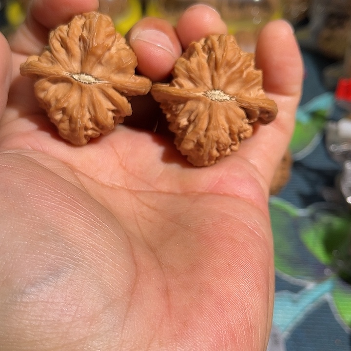 不***洋核桃老树野生火焰马蹄40