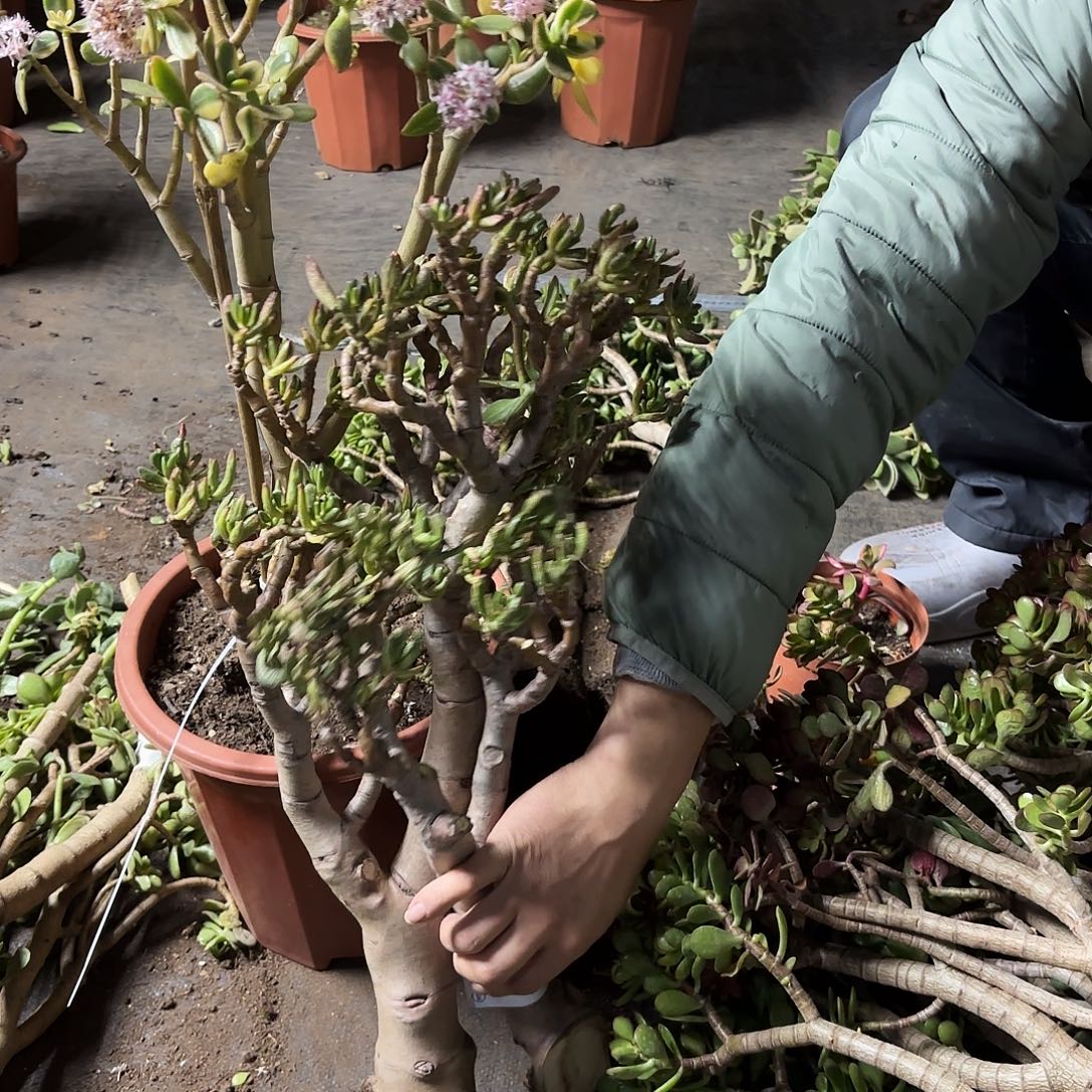 清***来7876两个吸财树干子不售后