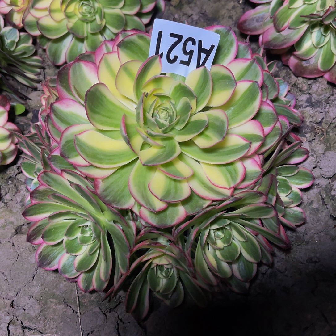 粉体海王26–21包邮