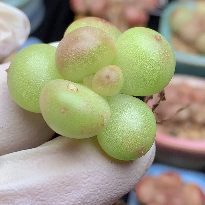 27 萤火虫 绿荧光 单头