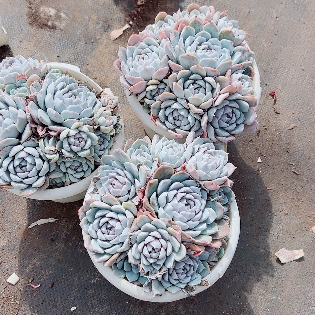 汉堡多头造型精品特价