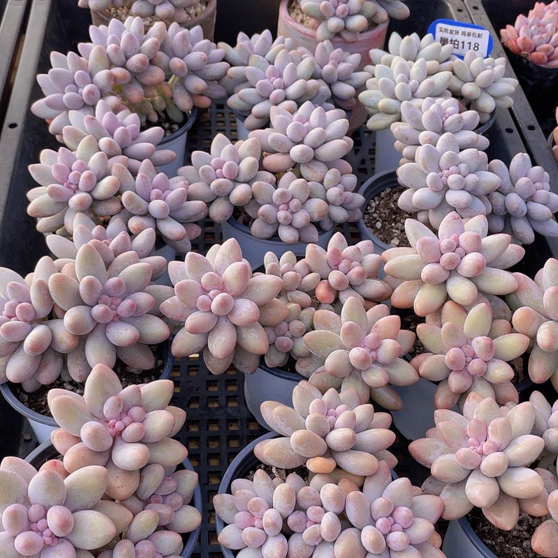 量拍118号 汤圆大群生一个