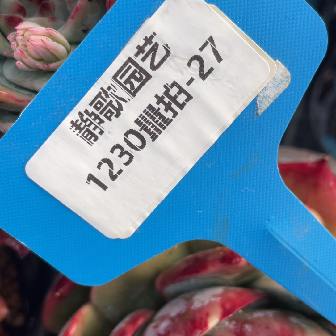 1230-27-惊鸿福利一颗量拍