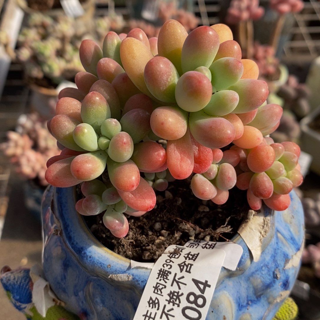 派大星084/7cm福利