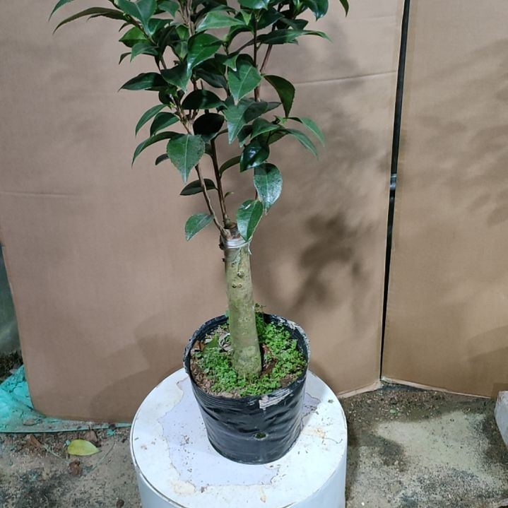 干贝利原盆299原盆
