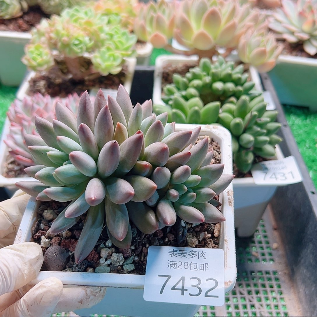 无花朵多肉一物一拍7432