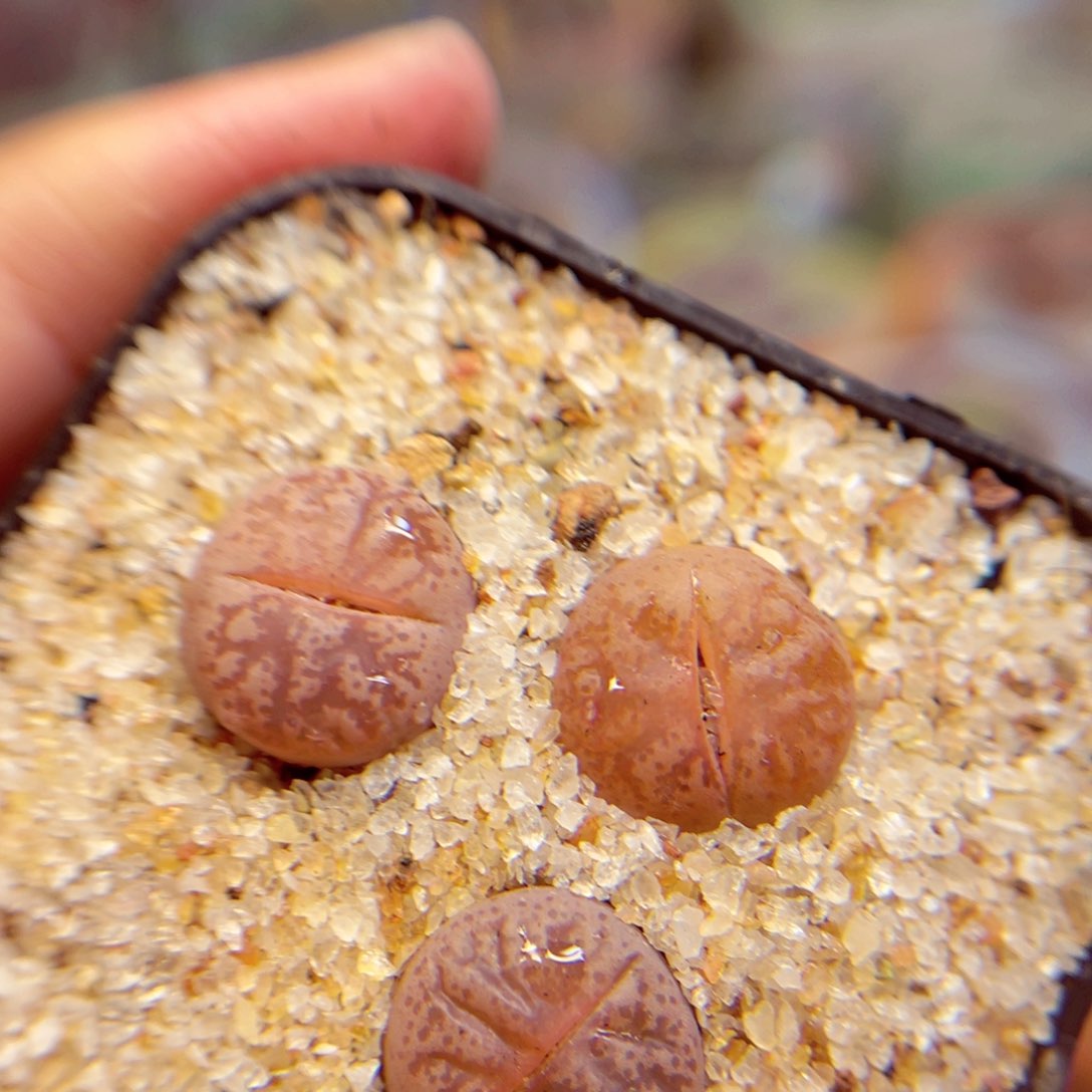 403yuuu6798568976788