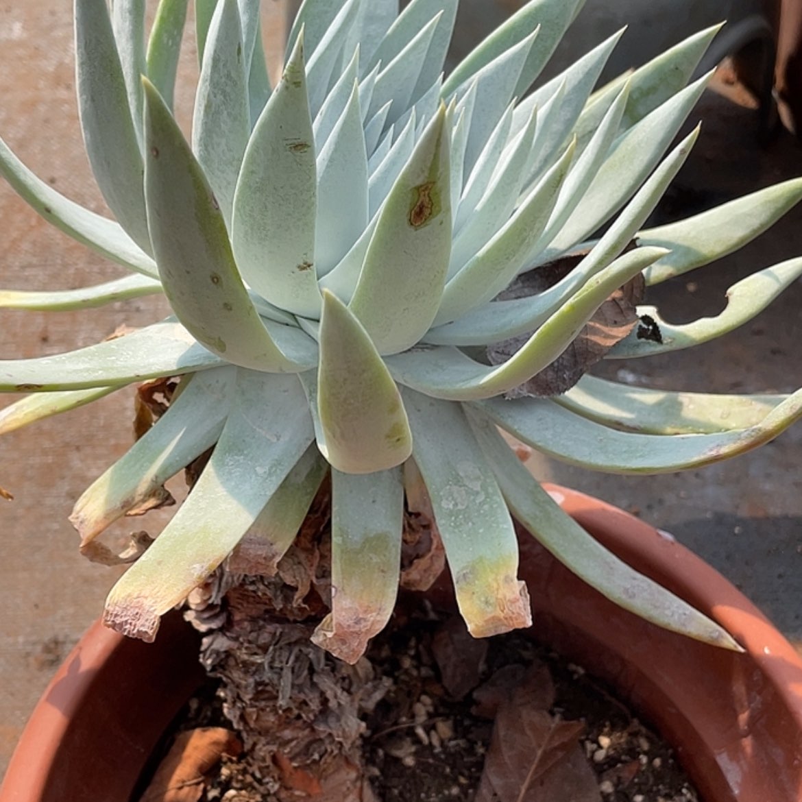 【闪购商品】老庄雪山