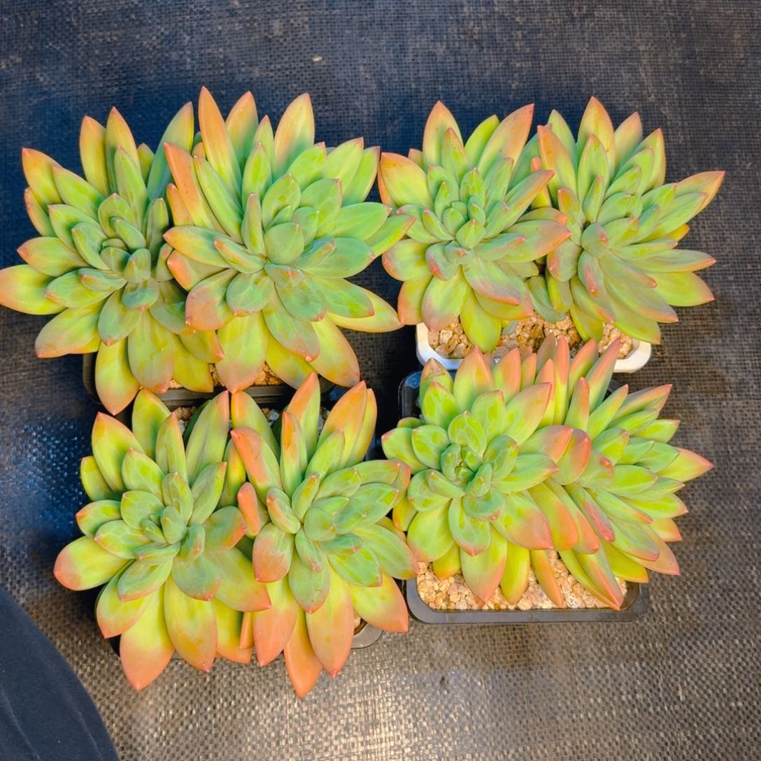 重楼双头福利多肉111111111