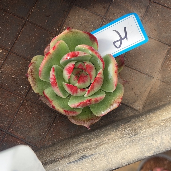 小***花21//////////////////