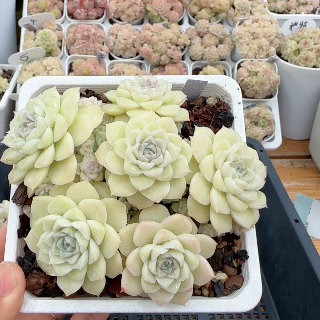 【闪购商品】0224-11白玉麦杆