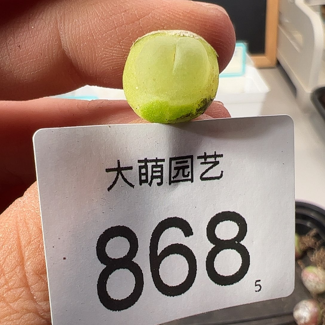 0000868 一物一拍……