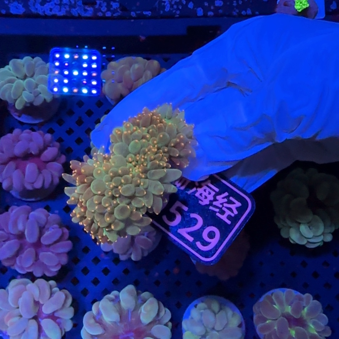 闻***人纽扣珊瑚又又不包邮尼罗河D529