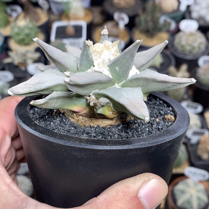 实生岩牡丹231号9.2cm