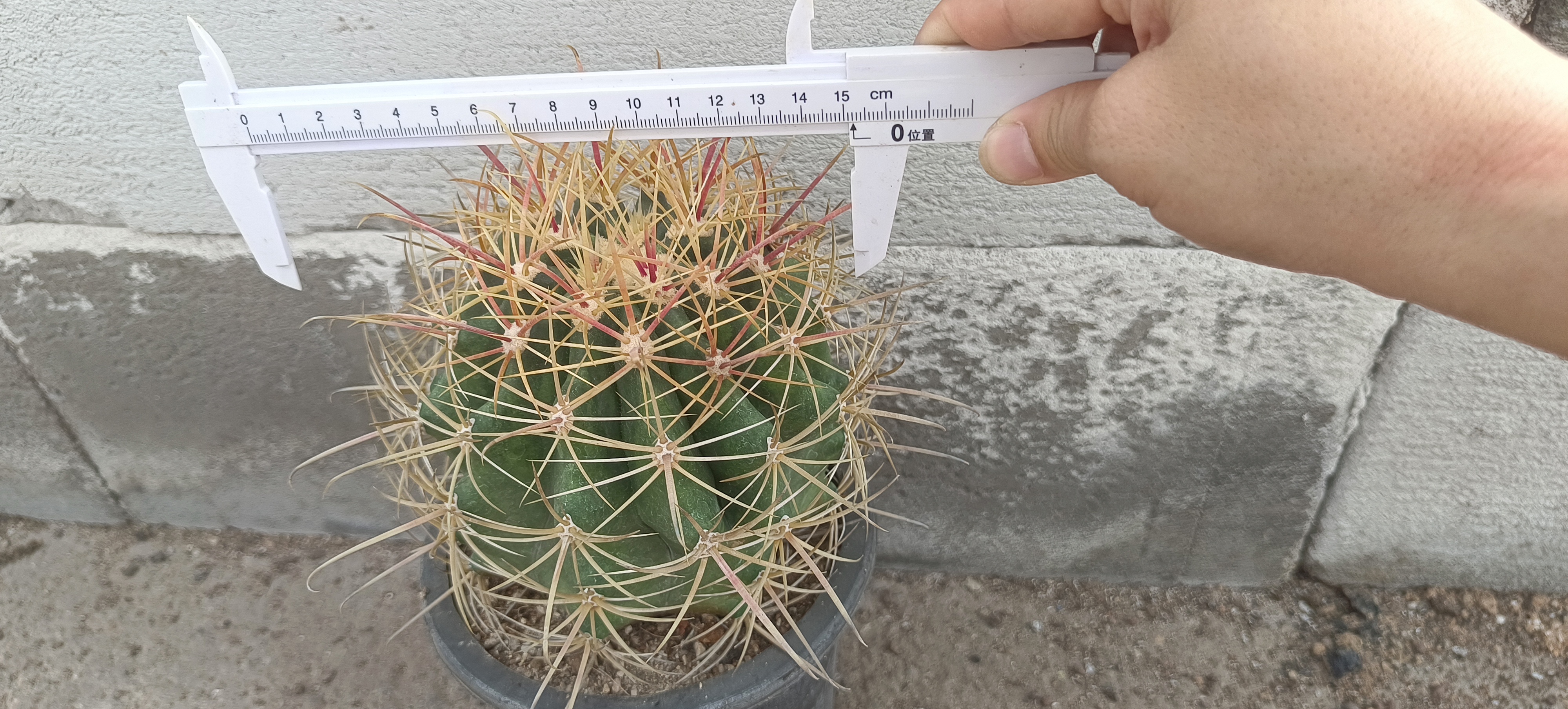 金冠龙仙人球盆栽多肉植物室内绿植防辐射桌面装饰仙人掌