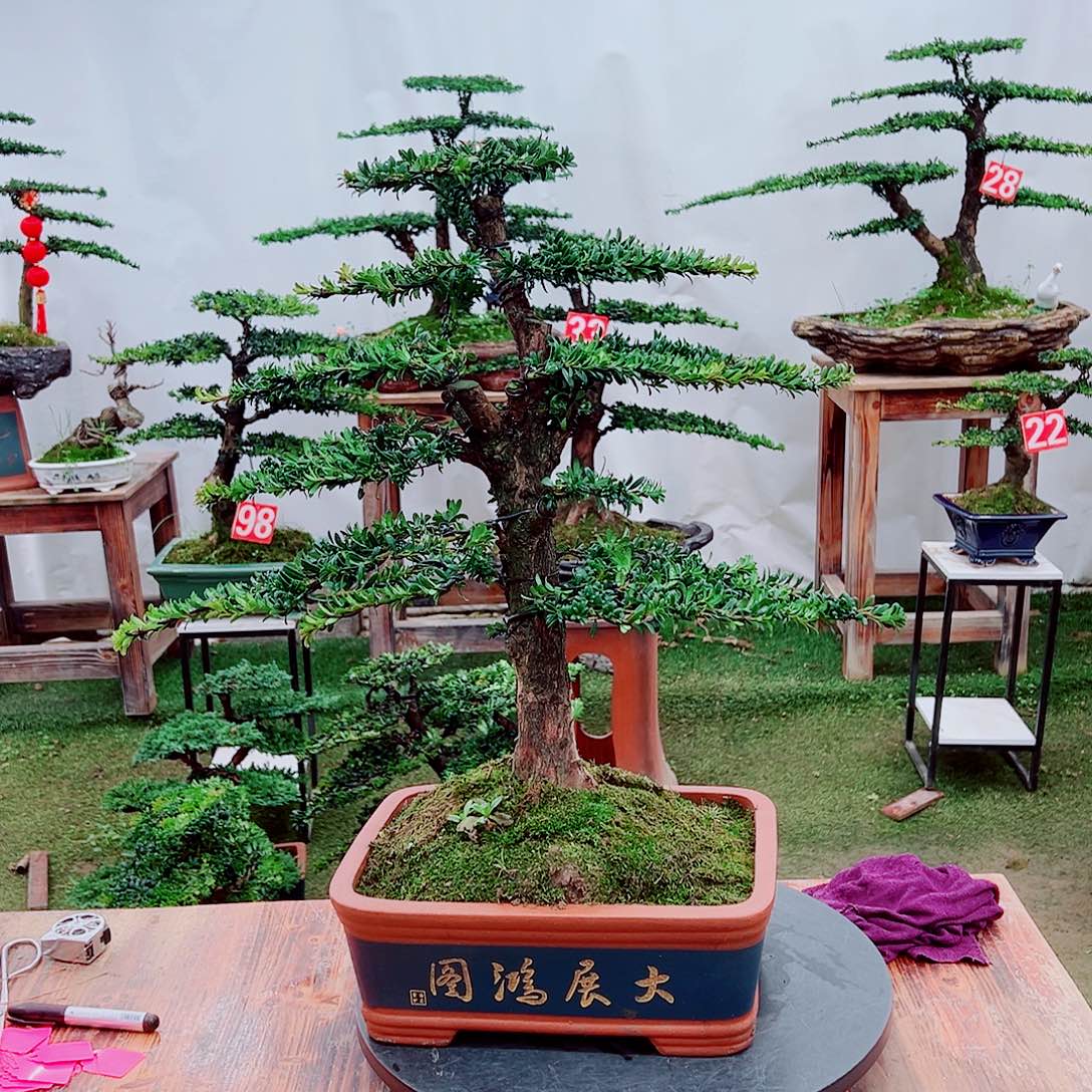 盆景小老桩红芽罗汉松