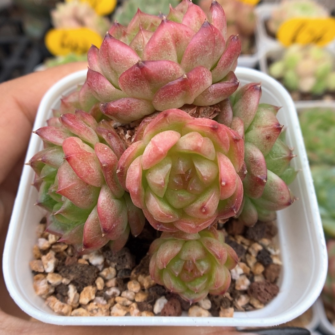 灯泡珍妮群生4079号