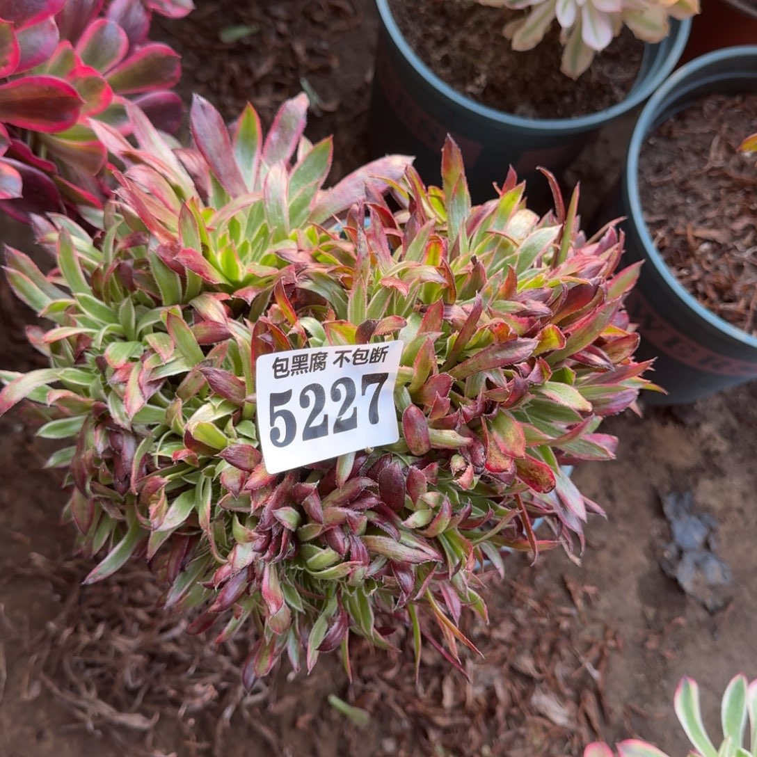 法师惊鸿缀5227 19-9