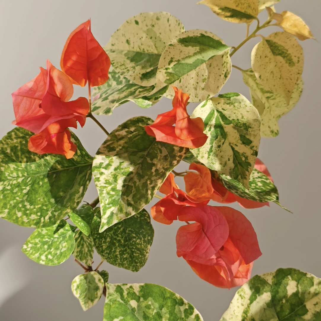 【虎斑爱马仕】四季开花勤（落花落叶不售后一个月内换盆不售后）如意