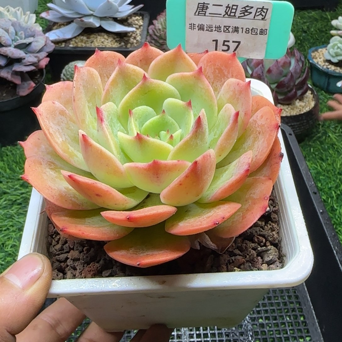 唐二姐多肉编号157