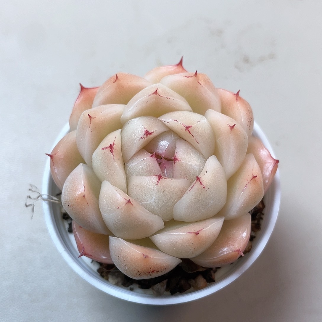 优选麦秆小精品8958