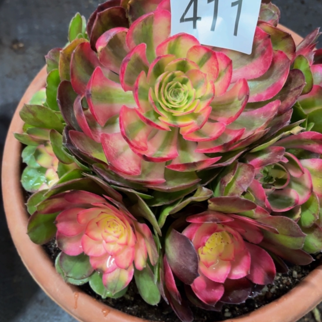 芬***芳哈哈多肉葡萄福利411