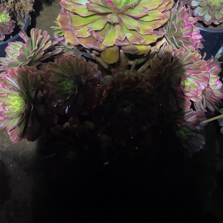 多肉法师736号大号玲珑发货不包损