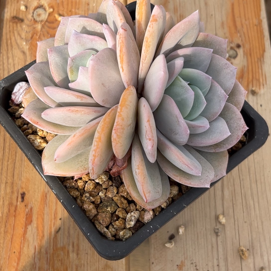 有***西下午多肉植物群生充值