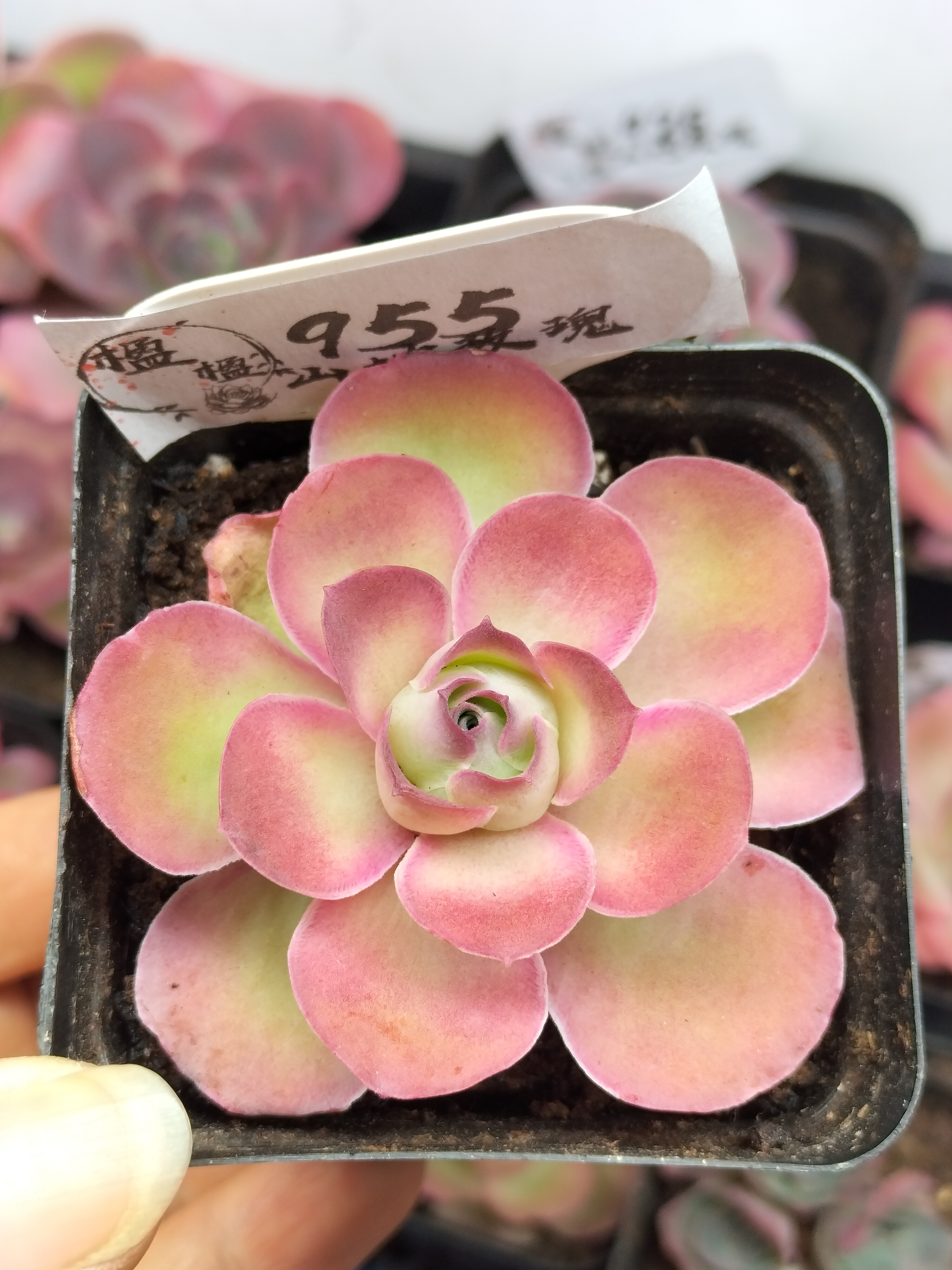 楹楹山地玫瑰/955