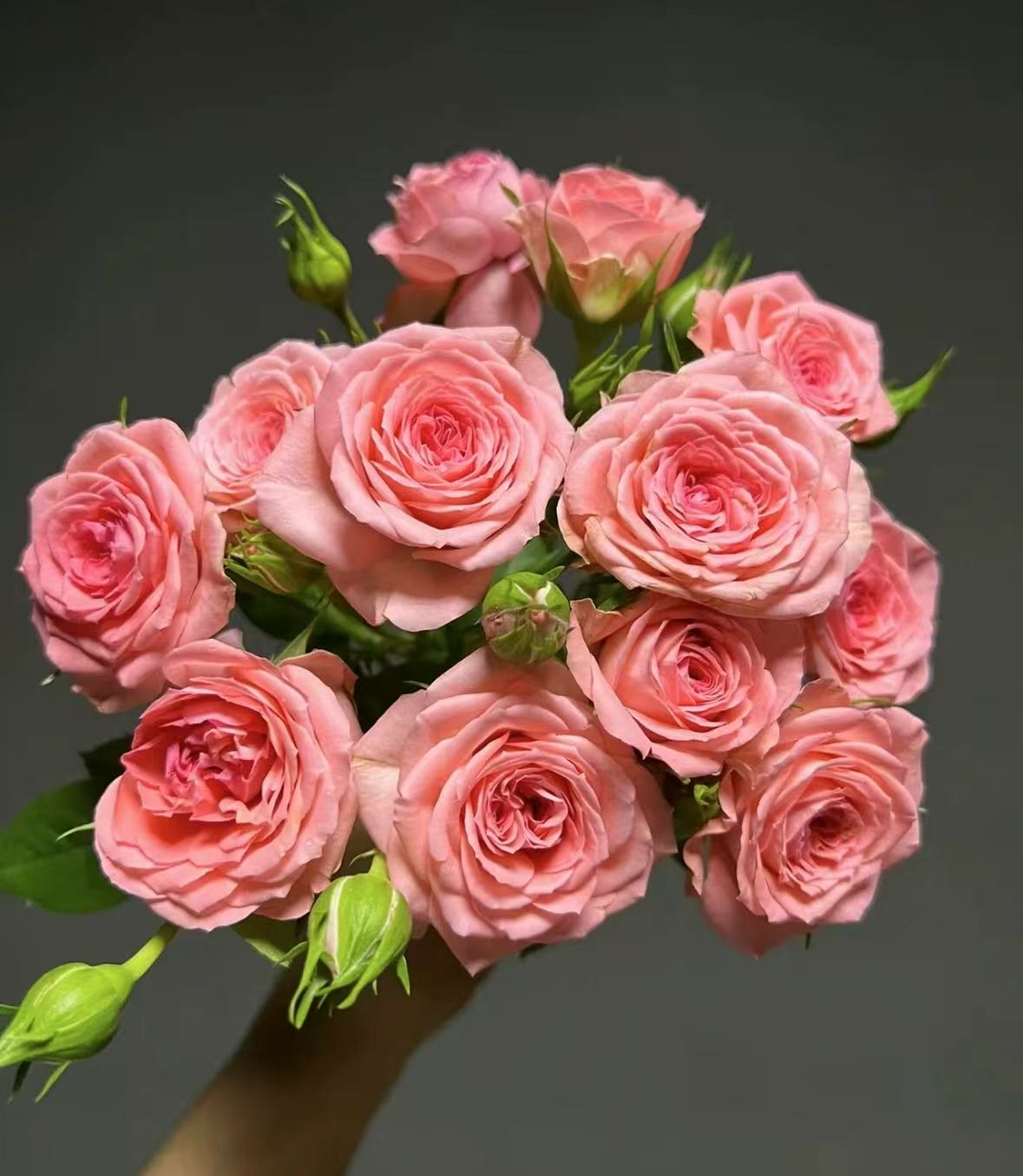 （仙度瑞拉）粉色 四季开花 阳台庭院观赏型花卉