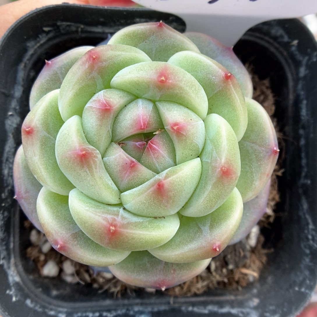 魅影新品可拍376号。